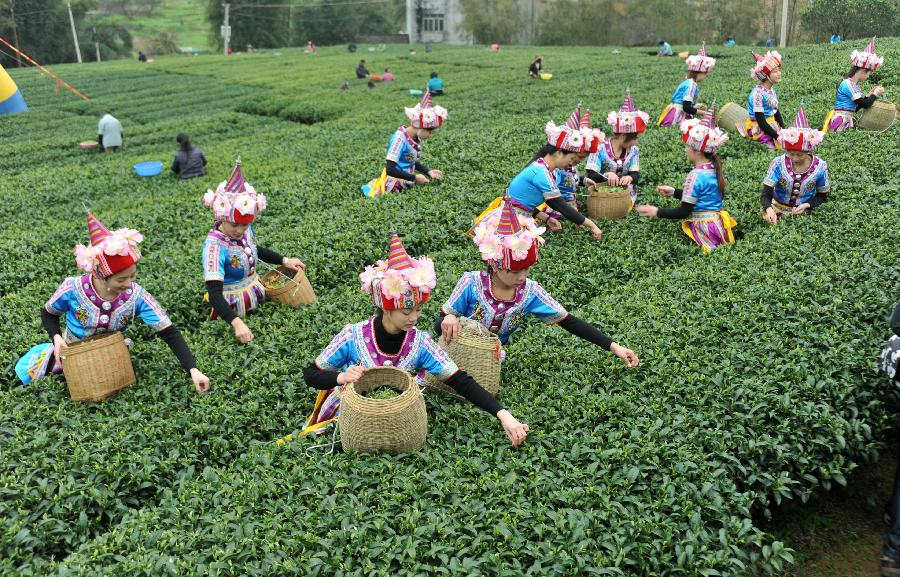Farmers pick tea leaves in a tea plantation in Zhaoping County of southwest China's Guangxi Zhuang Autonomous Region, Feb. 20, 2013. Tea processing is one of the pillar industries in Zhaoping with an annual output of 7,000 tons. (Xinhua/Lu Boan) 