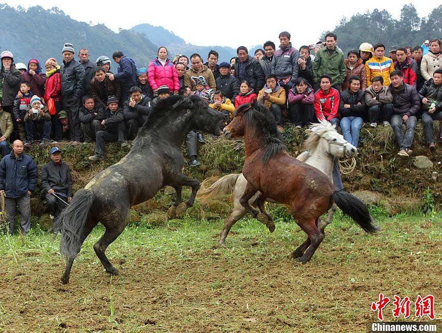 A horsing fighting competition is held by Miao ethnic group to celebrate the coming Lantern Festival in Yuanbao Village, Rongshui County, Guangxi Zhuang Autonomous Region, February 20, 2013. (CNS/Long Linzhi)