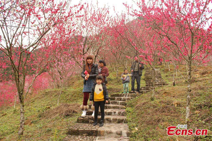The Fourth Beixi Peach Blossom Culture and Tourism Festival opened at the Beixi Village of Yongchun in Southeast China's Fujian Province on February 20, 2013. (CNS/Su Qiaofeng)
