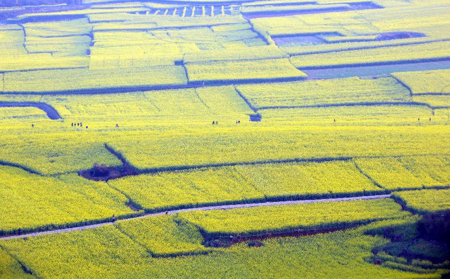 The field of cole flowers are dotted with tourists in Luoping County in Qujing City, southwest China's Yunnan Province, Feb. 19, 2013. Luoping County is well-known for its cole flower scenery with its 800,000 mu (53,333 hectares) of cropland planted with cole. In 2012, the county saw its cole flowers industry bring more than one billion yuan (about 16 million US dollars) of revenues. (Xinhua/Yang Zongyou)