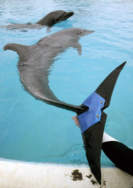 A disabled dolphin can swim and jump again after it has new artificial tail. (Photo/China.com.cn)