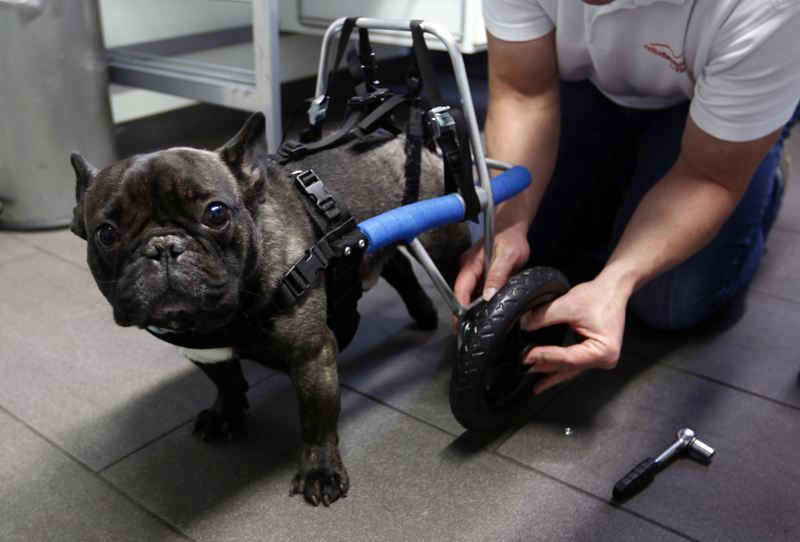 A dog born without leg runs on street after getting a wheelchair.  (Photo/China.com.cn)
