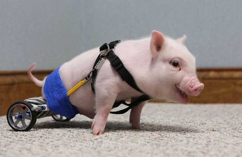 This little paralyzed piggy gets a wheelchair. (Photo/China.com.cn)
