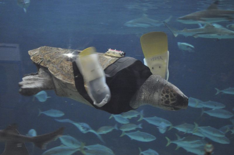 A 25-year-old disabled sea turtle gets artificial limb. (Photo/China.com.cn)