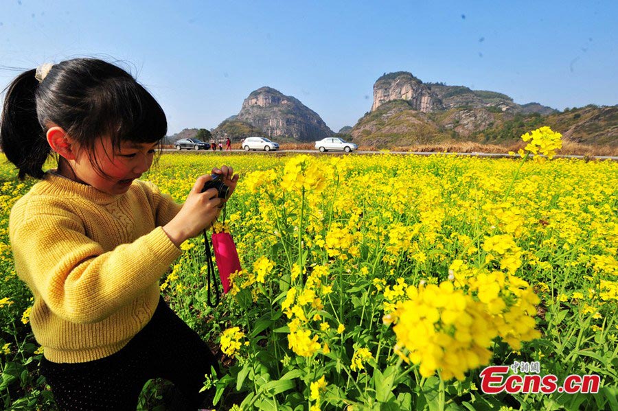 Photo shows a girl takes photos of the rape flowers at the Longhushan Geopark of East China's Jiangxi Province. (CNS/Hu Nan)