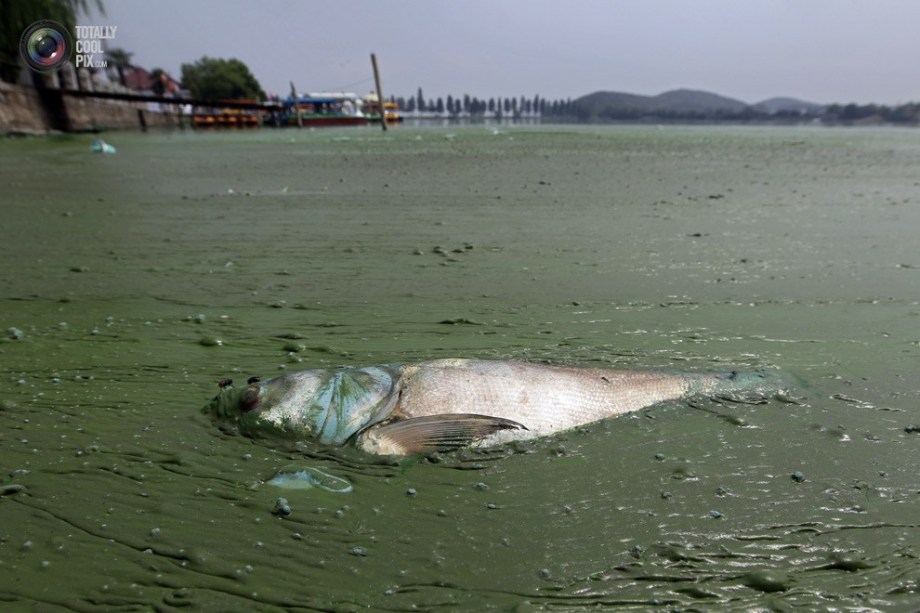 Dead fish floats on the lake which is covered by algae. (File Photo)