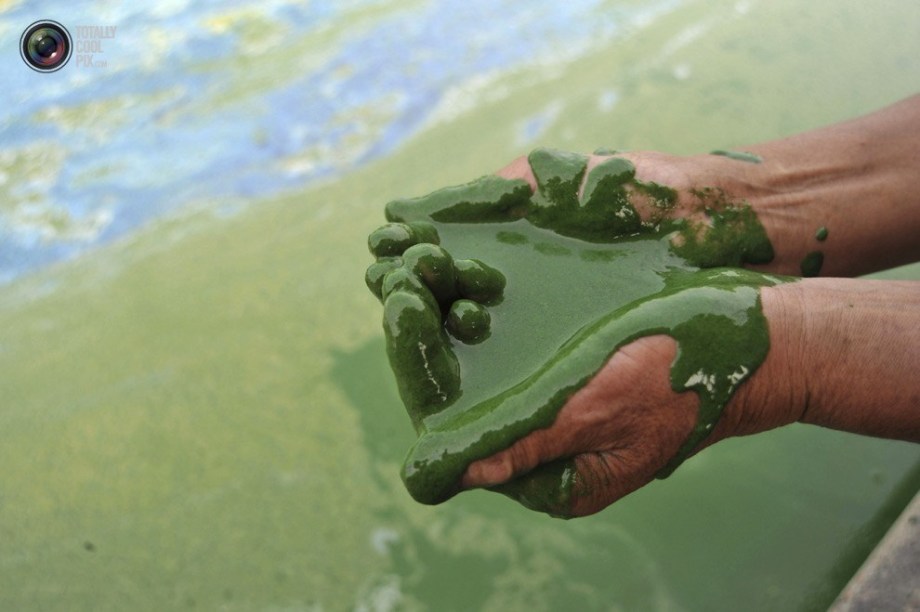 A lake was polluted by algae in Chaohu, Hefei. (File Photo)