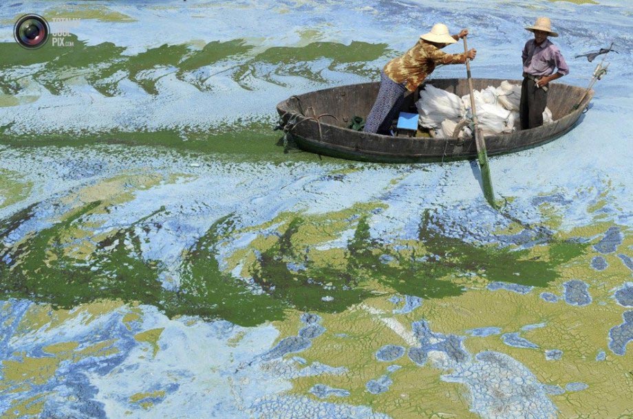 A fisherman rows a boat in an algae-polluted lake.(File Photo)