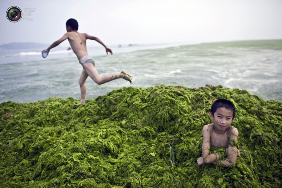 A boy sits among algae on a beach of Qingdao, Shandong.(File Photo)