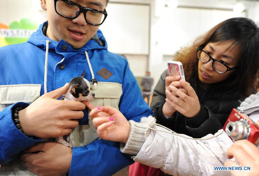 Visitors take photos of a little Chihuahua during the 5th Shanghai Pet Fair in east China's Shanghai Municipality, March 1, 2013. The pet fair opened here Friday. (Xinhua/Lai Xinlin) 