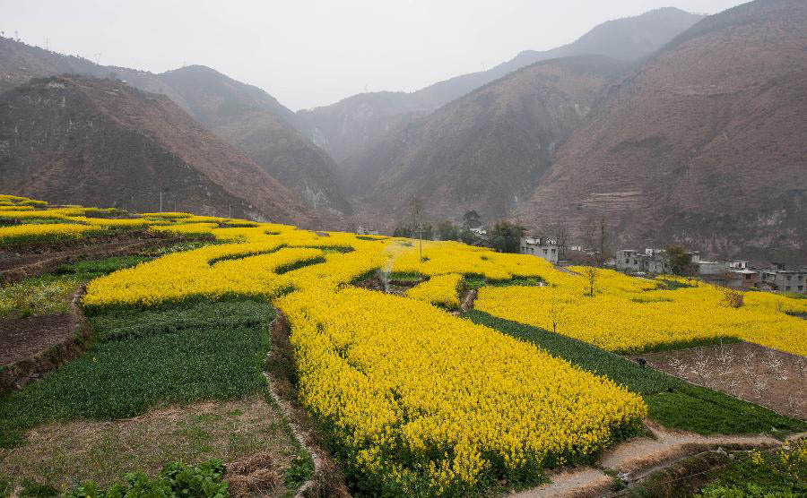 Photo taken on March 2, 2013 shows the blooming rape flowers in Hanyuan County, southwest China's Sichuan Province. (Xinhua/Jiang Hongjing) 