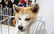 5th Shanghai Pet Fair held in east China