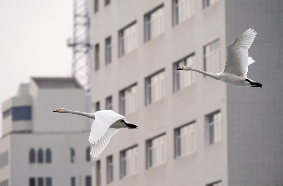 Two swans fly among the buildings in Korla city in Xinjiang on Feb. 23, 2013. The weather of south Xinjiang gradually gets warmer. Hundreds of swans that spend the winter here enjoy the warm sunshine of early spring. (Xinhua/Ding Wenyao)