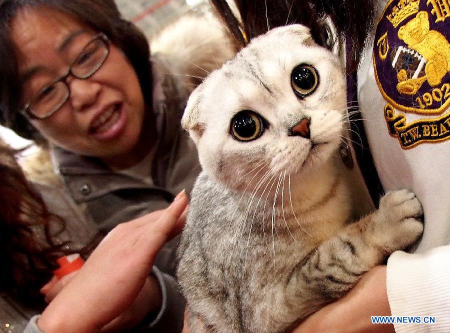 People look at a pet cat at the 5th Shanghai Pet Fair in east China's Shanghai Municipality, March 3, 2013. The three-day pet fair opened here on March 1. (Xinhua/Chen Fei) 