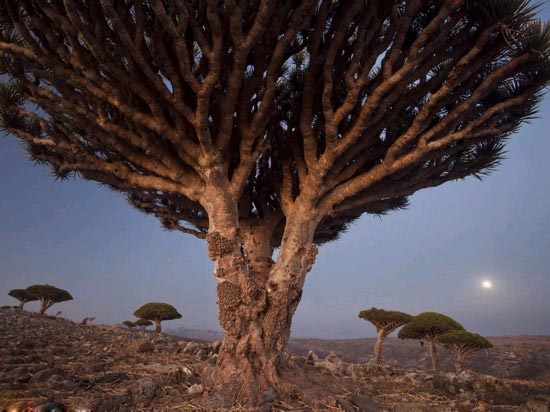 Socotra (Photo Source: forum.home.news.cn)