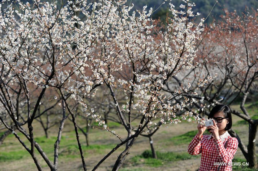 A visitor takes photo of plum blossom in Chaoshan Scenic Spot of Yuhang District in Hangzhou, capital of east China's Zhejiang Province, March 3, 2013. (Xinhua/Ju Huanzong)  