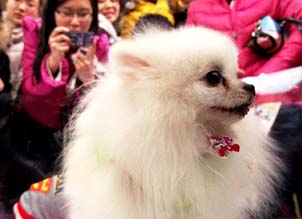 Pets show at 5th Shanghai Pet Fair 