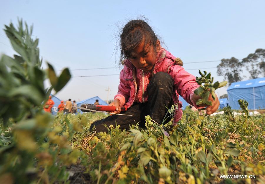 The 7-year-old girl Shi Qiuling harvests vegetable at Qiandian Village of Liantie Township in Eryuan County of Dali Bai Autonomous Prefecture, southwest China's Yunnan Province, March 4, 2013. A 5.5-magnitude earthquake hit Eryuan County on March 3. Thirty people have been confirmed injured, while some 21,000 people have been evacuated. (Xinhua/Lin Yiguang) 
