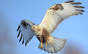 Snapshots of flying rough-legged buzzards 