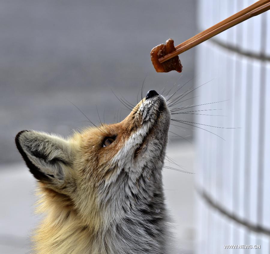 Hungry foxes seek food from oil workers 