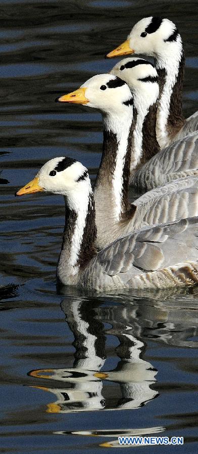 Bar-headed geese swim on a lake in the Longwangtan Park in Lhasa, capital of southwest China's Tibet Autonomous Region, March 6, 2013. Thanks to the efforts by Lhasa citizens to protect wild birds, the number of bar-headed geese in the city has been rising. (Xinhua/Chogo) 