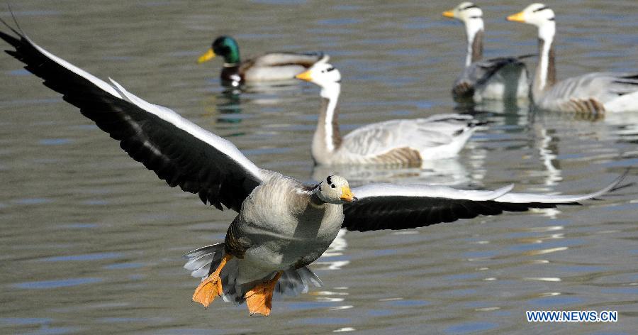 A bar-headed goose flies over a lake in the Longwangtan Park in Lhasa, capital of southwest China's Tibet Autonomous Region, March 6, 2013. Thanks to the efforts by Lhasa citizens to protect wild birds, the number of bar-headed geese in the city has been rising. (Xinhua/Chogo) 
