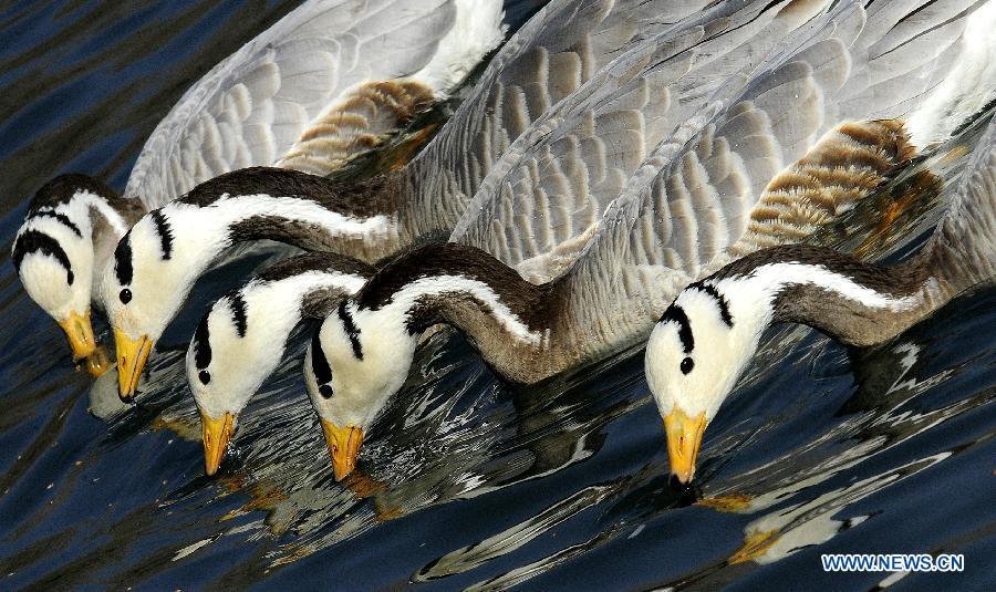 Bar-headed geese swim on a lake in the Longwangtan Park in Lhasa, capital of southwest China's Tibet Autonomous Region, March 6, 2013. Thanks to the efforts by Lhasa citizens to protect wild birds, the number of bar-headed geese in the city has been rising. (Xinhua/Chogo)