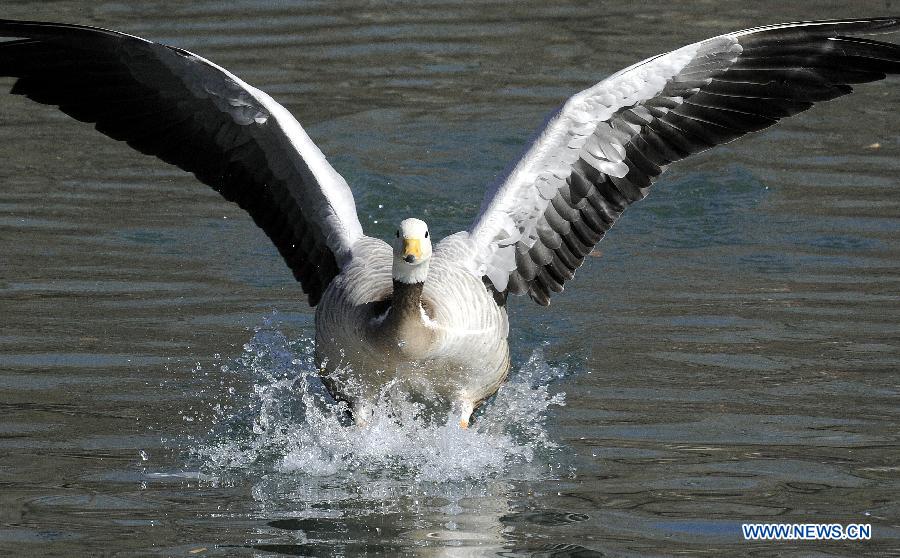 A bar-headed goose takes off from a lake in the Longwangtan Park in Lhasa, capital of southwest China's Tibet Autonomous Region, March 6, 2013. Thanks to the efforts by Lhasa citizens to protect wild birds, the number of bar-headed geese in the city has been rising. (Xinhua/Chogo) 