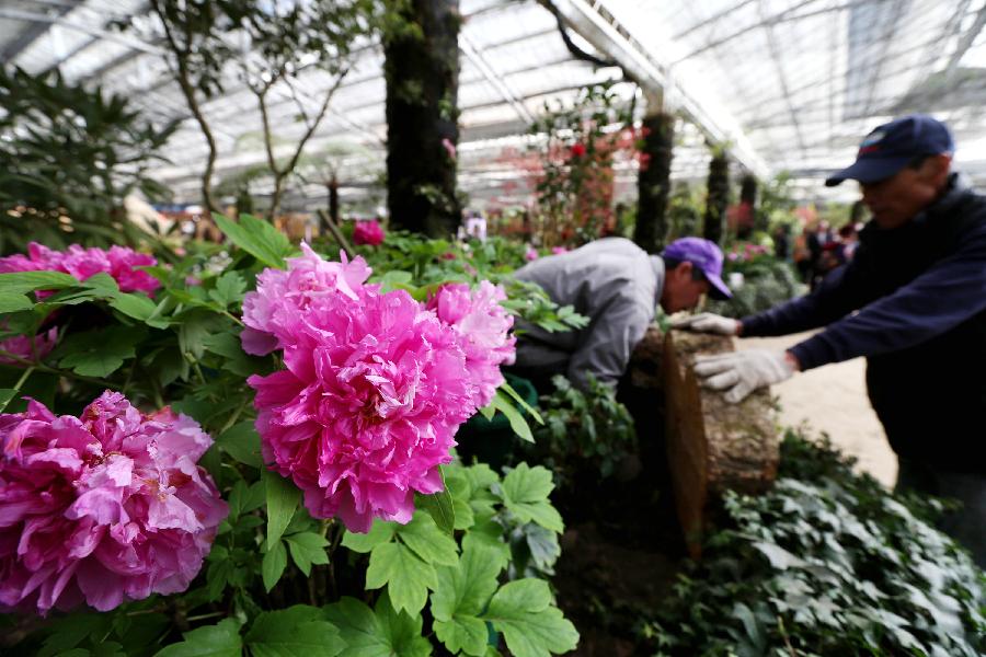 Staff members prepare for a peony show in Nantou of southeast China's Taiwan, March 9, 2013. A peony cultural festival was opened at the Sun Link Sea forest park on March 9. Over 8,000 peonies of some 50 species from central China's Henan Province will be exhibited on an attached show till the end of May. (Xinhua/Xie Xiudong)