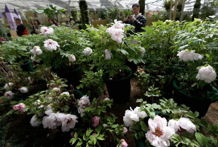 A man takes photos on a peony show in Nantou of southeast China's Taiwan, March 9, 2013. A peony cultural festival was opened at the Sun Link Sea forest park on March 9. Over 8,000 peonies of some 50 species from central China's Henan Province will be exhibited on an attached show till the end of May. (Xinhua/Xie Xiudong)