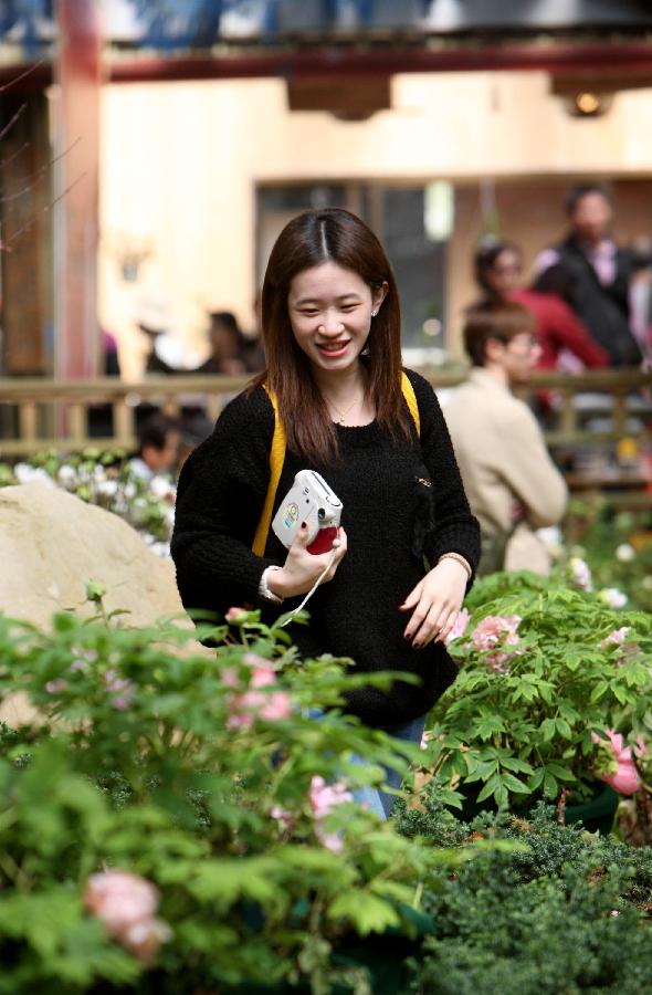 A visitor watches the exhibited peonies on a peony show in Nantou of southeast China's Taiwan, March 9, 2013. A peony cultural festival was opened at the Sun Link Sea forest park on March 9. Over 8,000 peonies of some 50 species from central China's Henan Province will be exhibited on an attached show till the end of May. (Xinhua/Xie Xiudong) 