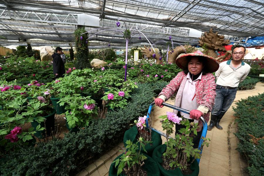 A staff member (front) transfers potted peonies for a peony show in Nantou of southeast China's Taiwan, March 9, 2013. A peony cultural festival was opened at the Sun Link Sea forest park on March 9. Over 8,000 peonies of some 50 species from central China's Henan Province will be exhibited on an attached show till the end of May. (Xinhua/Xie Xiudong) 