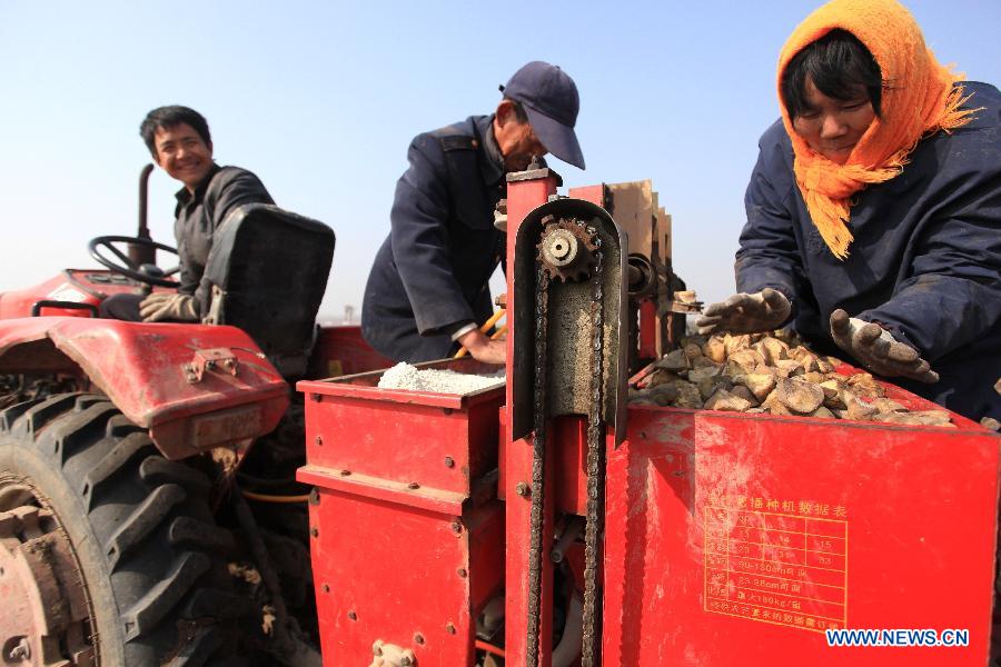 Farmers work in a potato field using plastic membrane mulching technology at Dongjianzhuang Village in Jimo City, east China's Shandong Province, March 10, 2013. (Xinhua/Liang Xiaopeng) 