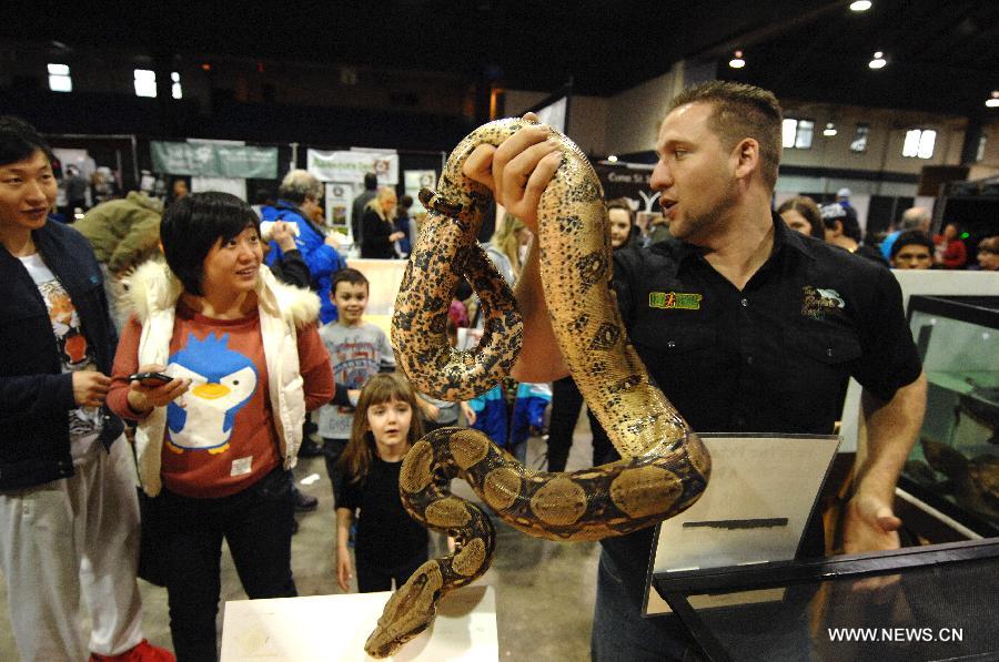 Mike "The Reptile Guy" Hopcraft shows common boa constrictor to the visitors at the annual Pet Expo 2013 in Vancouver, Canada, on March 10, 2013. Pet Expo is a two-day consumer tradeshow showcasing all types of pets, pet products, service providers, entertainers, clubs and organizations that cater to pets. (Xinhua/Sergei Bachlakov) 