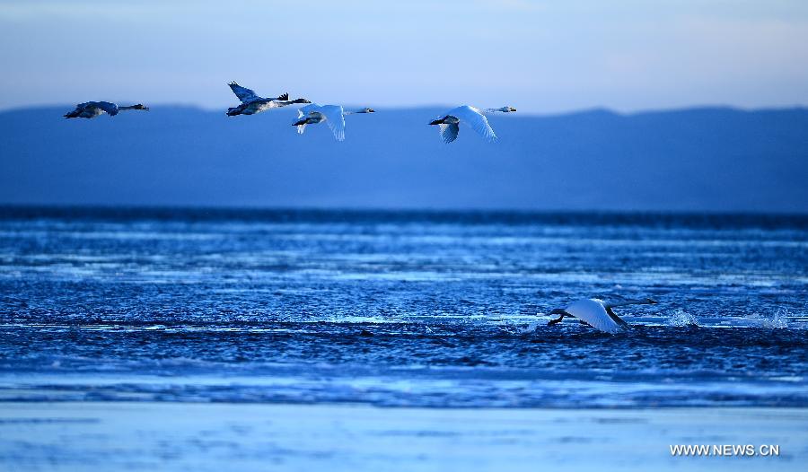 Several whooper swans fly over the Qinghai Lake in Xining, capital of northwest China's Qinghai Province, Dec. 13, 2012. With investment and protection from State Government and Qinghai government, the level of Qinghai lake continues to rise and the area of the lake has been increasing year after year. Qinghai Lake covered an area of 4,317 square kilometers in 2008, which increased 4,354 square kilometers in 2012. The growth equals 6 times the area of West Lake, a famous lake in east China's Zhejiang Province. (Xinhua/Zhang Hongxiang) 