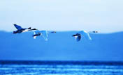 Qinghai Lake's coverage expands due to protection 
