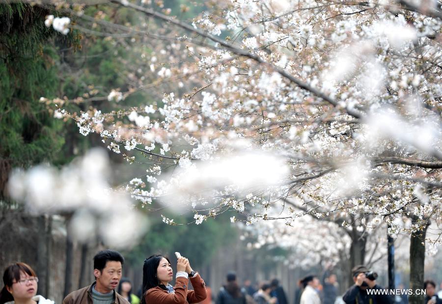 People take pictures of sakura flowers on a street in Nanjing, capital of east China's Jiangsu Province, March 12, 2013. Nanjing has entered its cherry blossom season recently. (Xinhua) 
