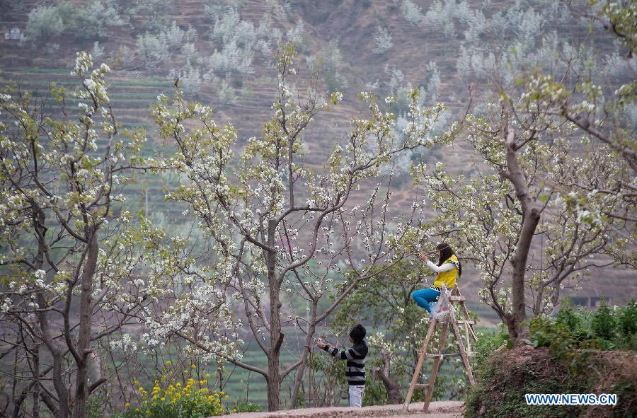 Two young people pollinate pear flowers in Qianyu Township of Hanyuan County, southwest China's Sichuan Province, March 12, 2013. Farmers have begun spring ploughing in Sichuan Province. (Xinhua/Jiang Hongjing)
