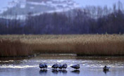 Scenery at Lhalu wetland in China's Lhasa