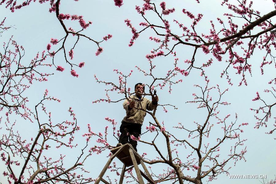 A villager trim the peach blossoms in Shuangxi Township of Hanyuan County, southwest China's Sichuan Province, March 15, 2013. (Xinhua/Jiang Hongjing) 