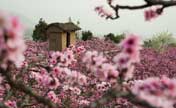 Peach flowers blossom in Shuangxi Township