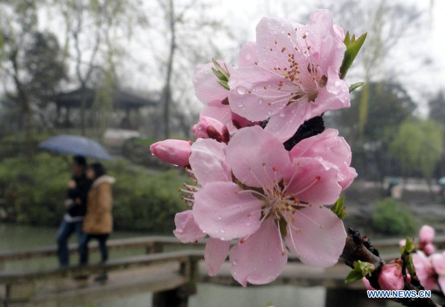 People enjoy early spring scenery in rain at Zhuozheng Garden (Humble Administrator's Garden) in Suzhou, east China's Jiangsu Province, March 17, 2013. (Xinhua/Wang Jiankang)