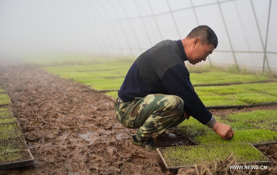 A farmer works on the seedlings in a green house in Yuanjiang City of central China's Hunan Province, March 17, 2013. The preparation work of spring plowing began as temperature went up here in recent days. (Xinhua/Bai Yu) 