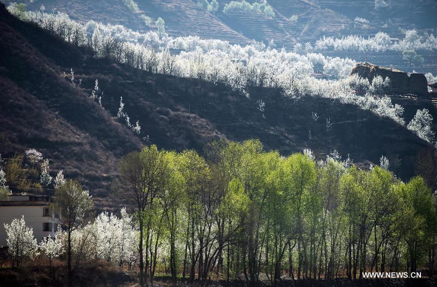 White pear flowers decorate a mountain in Sha'er Township of Jinchuan County, southwest China's Sichuan Province, March 17, 2013. The pear flower scenery here attracted a good many tourists. (Xinhua/Jiang Hongjing)