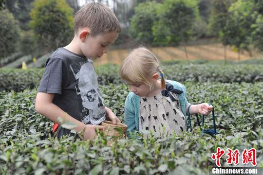 Foreign children experience tea-picking in Pujiang tea garden Sunday in Sichuan province. (Photo source: Chinanews.com/ Zhang Lang)