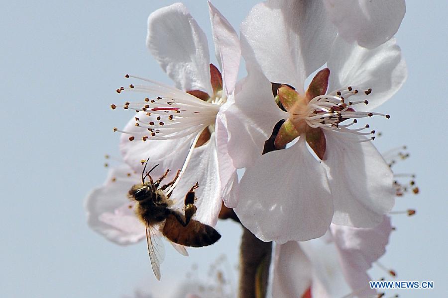 A bee gathers honey from a flower in Taiyuan, capital of north China's Shanxi Province, March 18, 2013. (Xinhua/Zhan Yan)