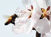 Bee gathers honey from flower in China's Taiyuan