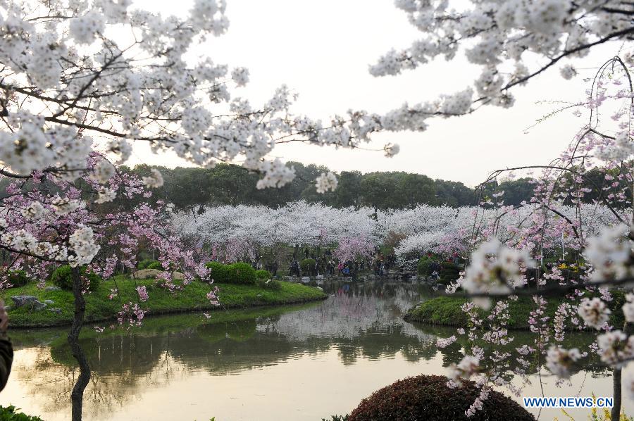 Cherry blossoms are in full bloom at the Moshan scenic spot in Wuhan, capital of central China's Hubei Province, March 18, 2013. As weather warms up, cherry blossoms in Wuhan are in full bloom. (Xinhua/Hao Tongqian)