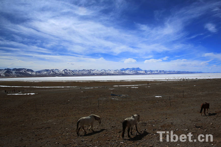 The breathtaking scenery of the the Namtso in winter. Regarded as a holy lake, the Namtso Lake is the largest saltwater lake in Tibet and the second largest across China. At an elevation of 4,718 meters, it is a must-visit place for tourists from home and abroad. [Photo/China Tibet Online] 