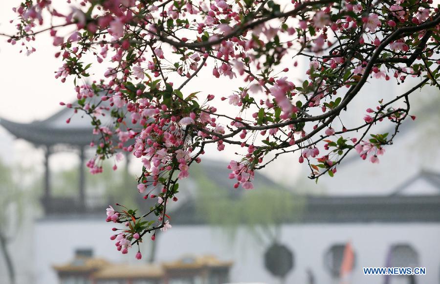 Photo taken on March 19, 2013 shows begonia flowers at the Mochouhu Park in Nanjing, capital of east China's Jiangsu Province. With begonia flowers in full blossom, the 31st Mochouhu Begonia Festival has attracted a large number of tourists. (Xinhua/Yan Minhang)